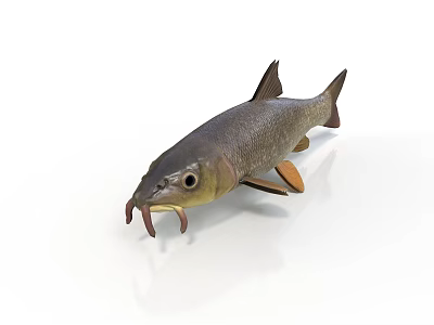 3D Model Of A Fish With Dark Body Whiskers And Fins On White Background 3d model