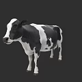 Detailed Realistic Black And White Cow Standing Isolated On Dark Background