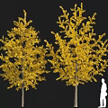 Two Yellow Leaf Trees Plant Combination With Golden Foliage And Human Silhouette