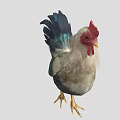 Colorful Rooster With Red Comb White And Gray Body Blue Tail Feathers And Yellow Legs