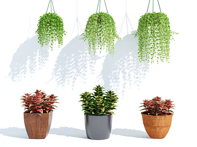 Hanging Green Vine Bonsai and Potted Plants with Wooden Gray Brown Pots and Colorful Leaves 3d model