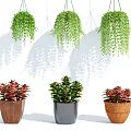 Hanging Green Vine Bonsai and Potted Plants with Wooden Gray Brown Pots and Colorful Leaves