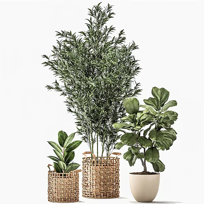 Indoor Bonsai Potted Plants With Different Sizes Various Leaf Types In Woven Baskets 3d model
