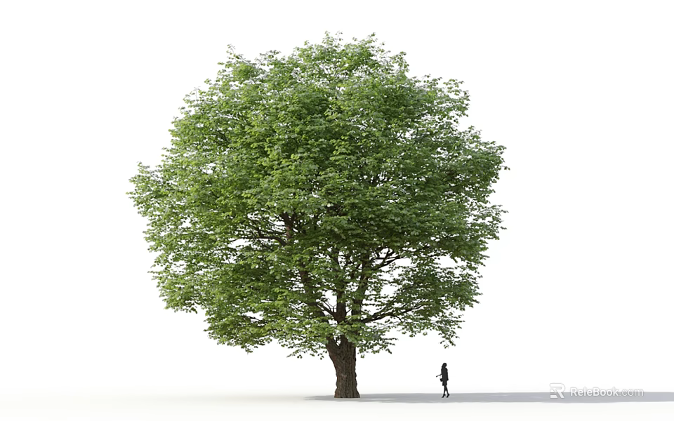 Deciduous Tree with Green Leaves Thick Trunk and Person Silhouette Against White Background 3d model 