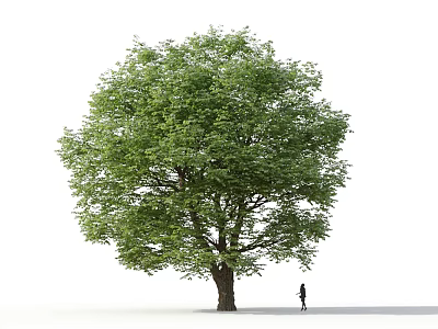 Deciduous Tree with Green Leaves Thick Trunk and Person Silhouette Against White Background 3d model