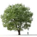 Deciduous Tree with Green Leaves Thick Trunk and Person Silhouette Against White Background