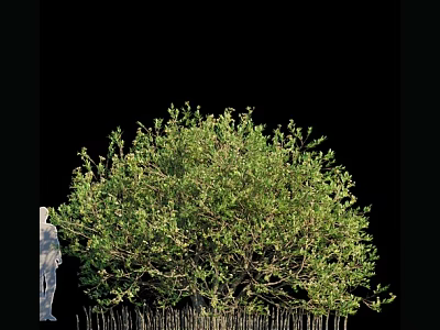 Tall Arbor With Lush Green Foliage And Human Silhouette For Size Reference 3d model