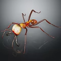 Close Up View Of Red And Yellow Ant With Long Legs On Dark Background