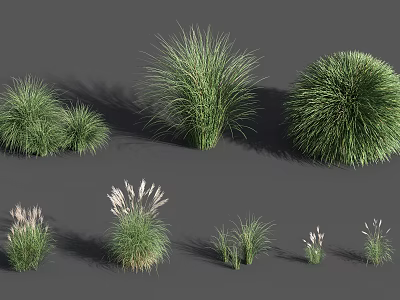 Diverse Ornamental Grasses with Feathery Plumes and Round Shapes for Garden Landscaping 3d model