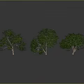 Realistic Green Trees With Clear Trunks Leaves And Ground Reflections