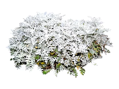 Modern shrub grass 3d model