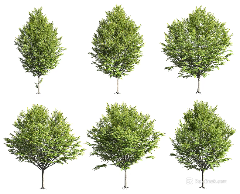 Six Green Arbor Specimens With Various Crown Shapes And Foliage 3d model