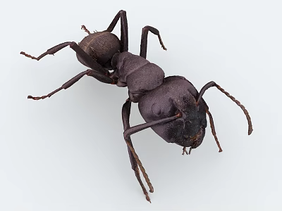 Detailed Realistic Ant Anatomical Structure With Segmented Body And Antennae 3d model