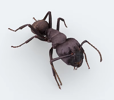 insect ant 3d model insect ant 3d model