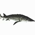 Modern Chinese Sturgeon 3d model