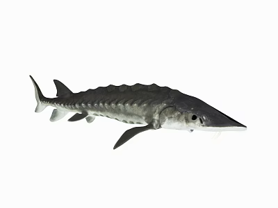 Detailed Realistic Image of a Freshwater Sturgeon Fish with Long Snout and Bony Plates 3d model
