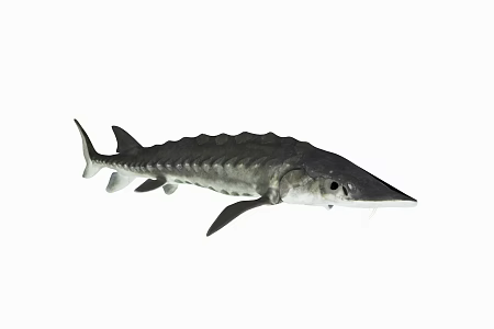 Modern Chinese Sturgeon 3d model