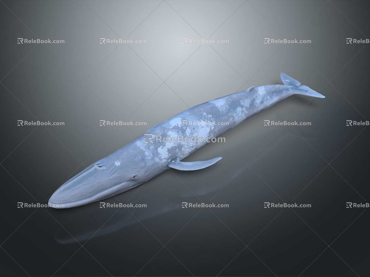 whale cartoon whale mammal marine mammal marine animal fish freshwater fish marine fish 3d model