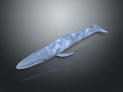 whale cartoon whale mammal marine mammal marine animal fish freshwater fish marine fish 3d model