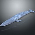 whale cartoon whale mammal marine mammal marine animal fish freshwater fish marine fish 3d model