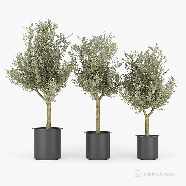 Modern Minimalist Potted Trees With Lush Green Foliage In Black Cylindrical Pots 3d model 