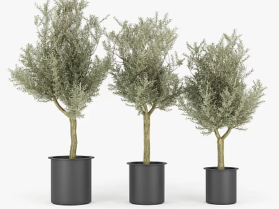 Modern Minimalist Potted Trees With Lush Green Foliage In Black Cylindrical Pots 3d model