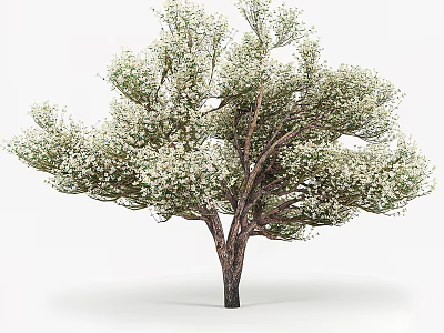 Tall Arbor With Lush Foliage And Small White Flowers On Brown Trunk 3d model