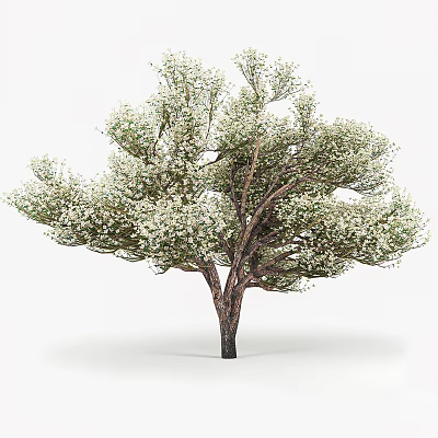 Tall Arbor With Lush Foliage And Small White Flowers On Brown Trunk 3d model