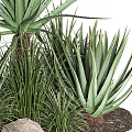 Lush Green Shrubs With Long Blade Leaves And Surrounding Small Rocks