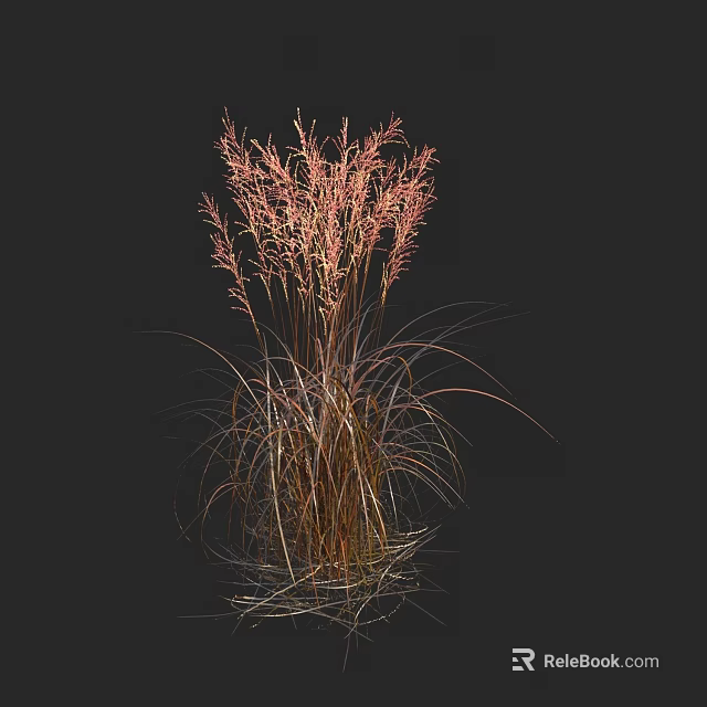 Red and Brown Herbaceous Plant with Wispy Leaves Against Black Background 3d model 