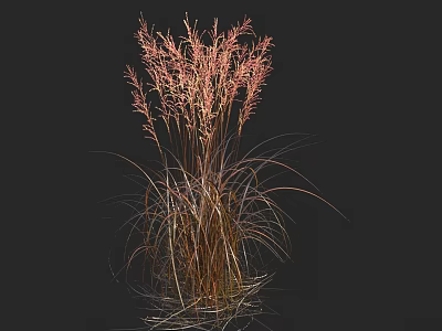 Red and Brown Herbaceous Plant with Wispy Leaves Against Black Background 3d model