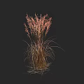 Red and Brown Herbaceous Plant with Wispy Leaves Against Black Background