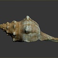 conch bone snail snail field snail shellfish marine animal fish freshwater fish marine fish animal 3d model