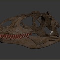 Tyrannosaurus rex Tyrannosaurus rex skull dinosaur skull 3d model