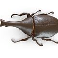 Modern unicorn rhinoceros beetle triangle beetle shell insect insect 3d model