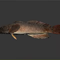 Vibrant Red And Brown Fish With Large Eyes And Distinctive Fins On Gray Gradient Background