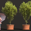 A Little Girl With Umbrella Standing Beside Two Green Potted Trees