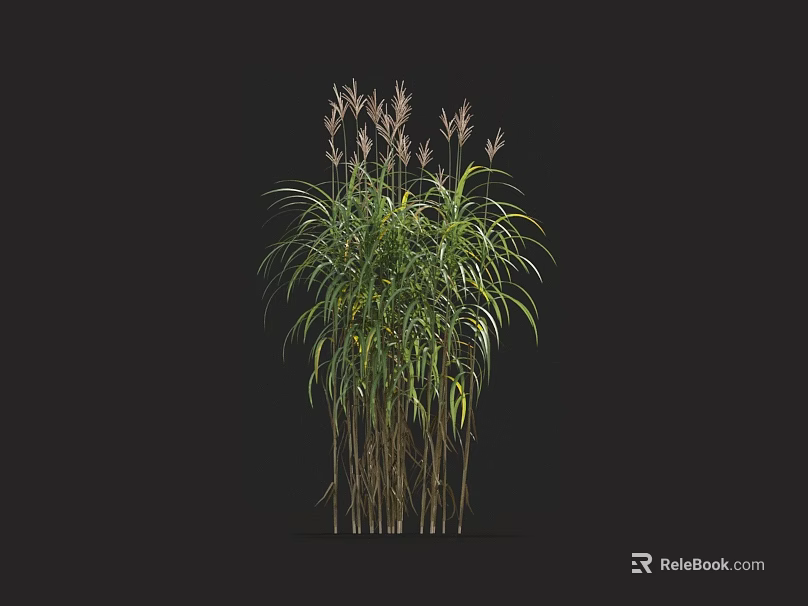 Ornamental Grass with Slender Stems Long Green Leaves and Pink Plumes Against Dark Background 3d model 