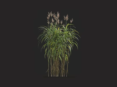 Ornamental Grass with Slender Stems Long Green Leaves and Pink Plumes Against Dark Background 3d model