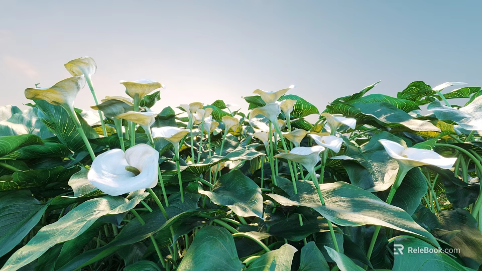 White Calla Lilies In Natural Setting With Large Green Leaves And Sunlit Environment 3d model 