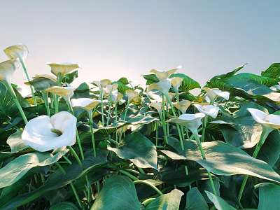 White Calla Lilies In Natural Setting With Large Green Leaves And Sunlit Environment 3d model