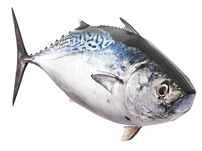 Fresh Whole Tuna Marine Animal with Blue Black and White Body and Fins 3d model