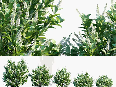 Lush Green Leafy Shrubs With White Blossoms For Garden Landscaping Design Projects 3d model