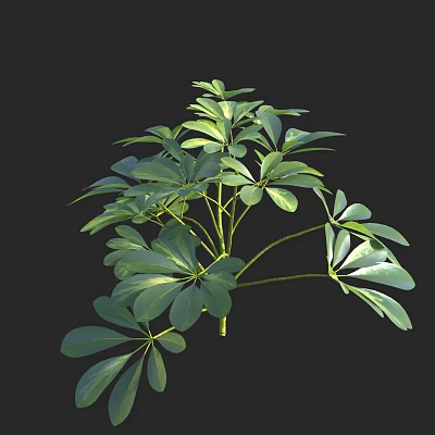 Lush Green Shrub With Dense Foliage And Vibrant Fresh Leaves In Outdoor Space 3d model