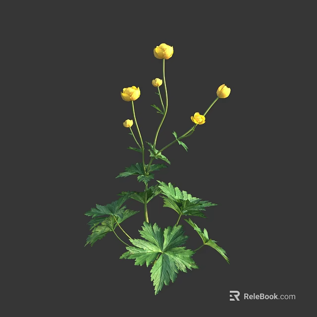 Beautiful Yellow Flowers With Green Leaves And Multiple Blooms On Herbaceous Stems 3d model 