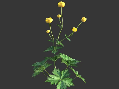 Beautiful Yellow Flowers With Green Leaves And Multiple Blooms On Herbaceous Stems 3d model