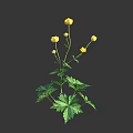 Beautiful Yellow Flowers With Green Leaves And Multiple Blooms On Herbaceous Stems