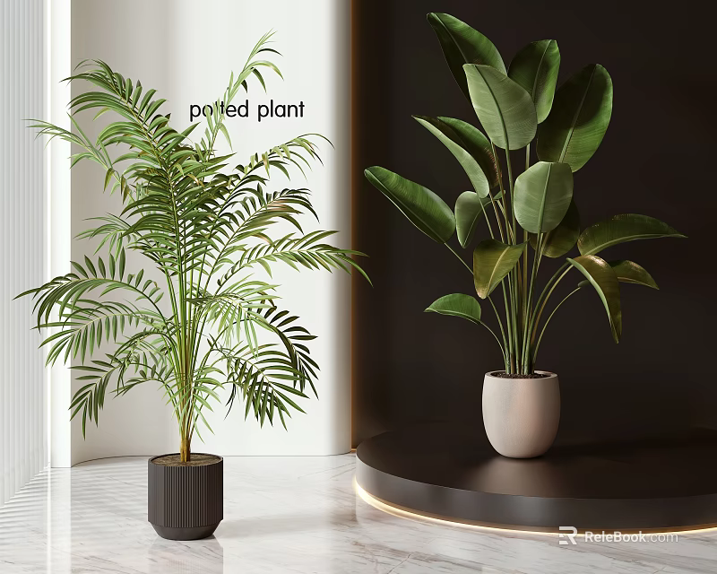 Modern Indoor Potted Plants Featuring Lush Green Leaves And Stylish Planters 3d model 