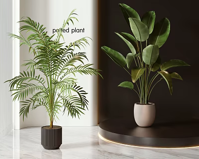 Modern Indoor Potted Plants Featuring Lush Green Leaves And Stylish Planters 3d model