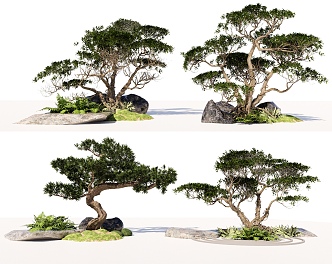 Landscape Tree Pine Tree Landscape Tree Pot Tree Planting Stone Micro-terrain Arbor Pohan Pine 3d model